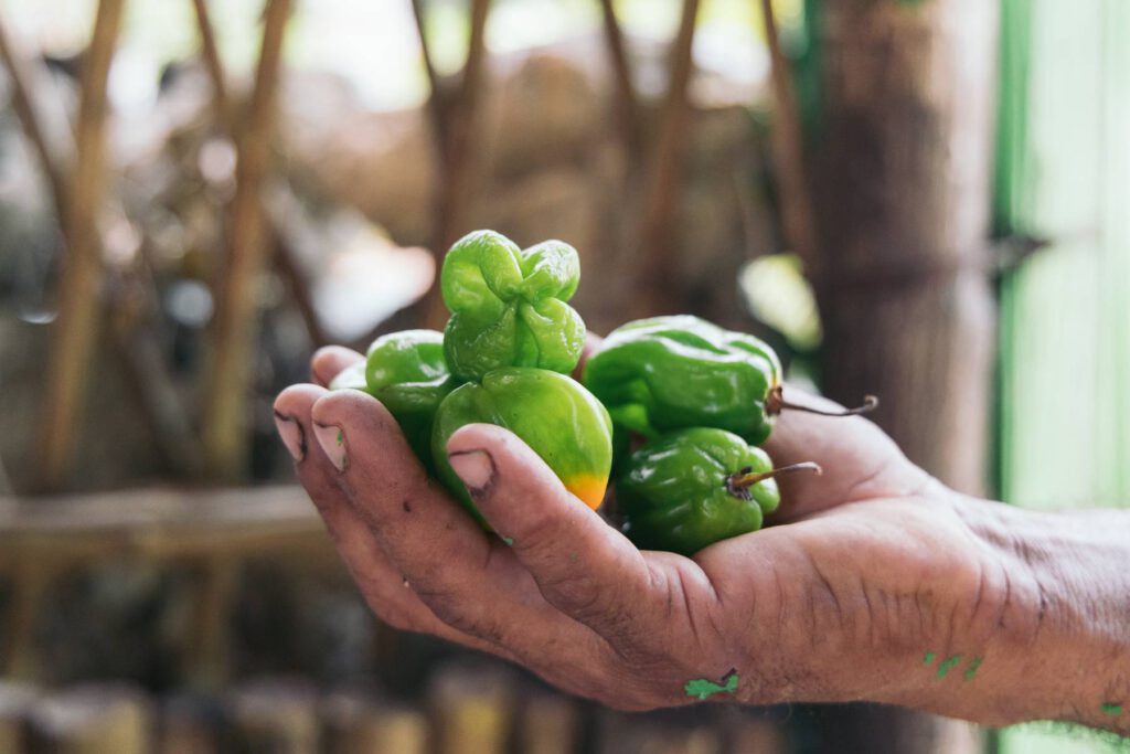 best Caribbean islands for foodies