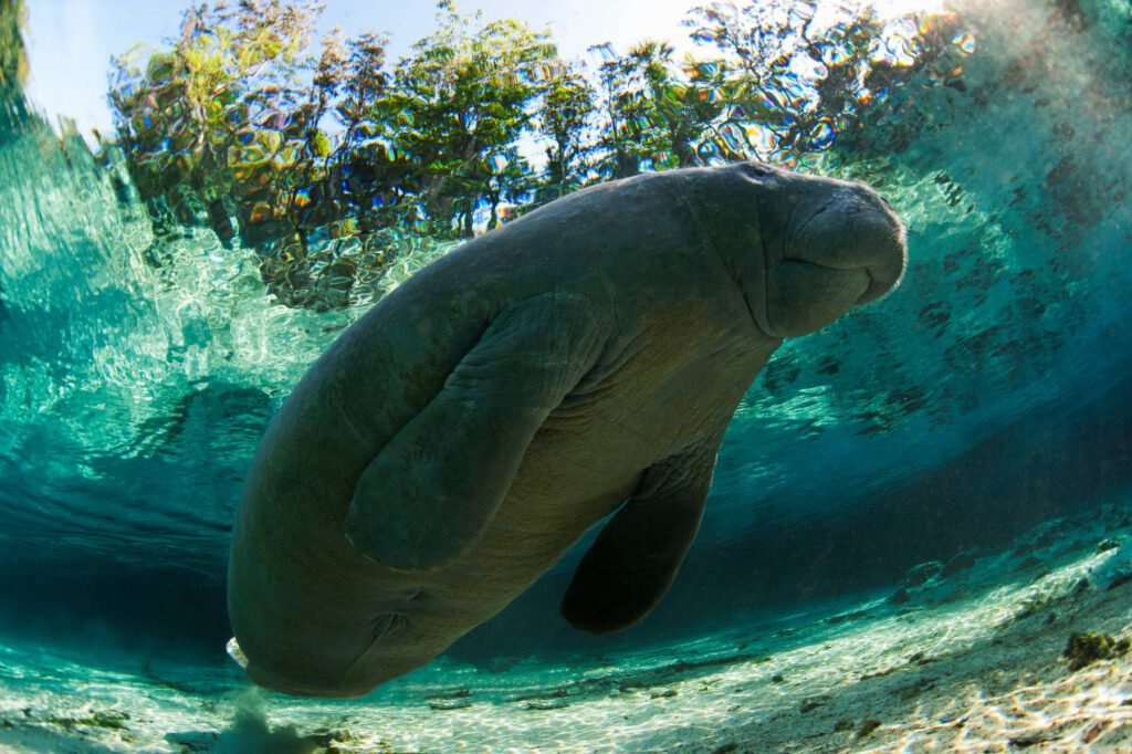 Caribbean Manatee