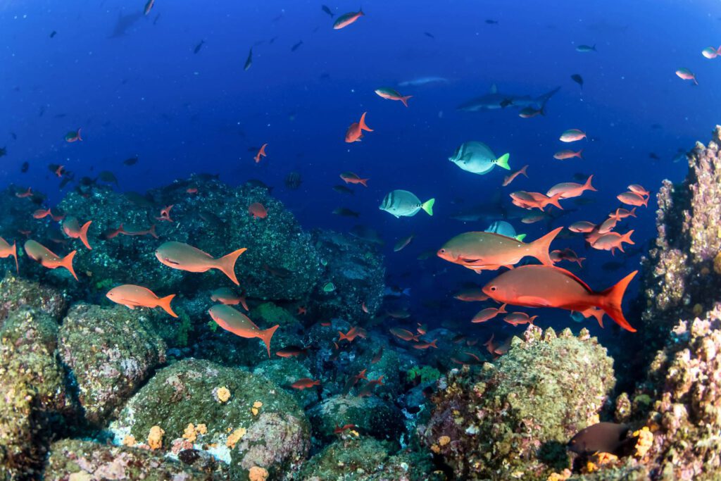 Caribbean top diving destinations