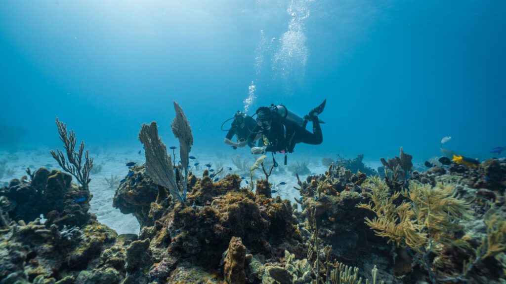 diving Caribbean